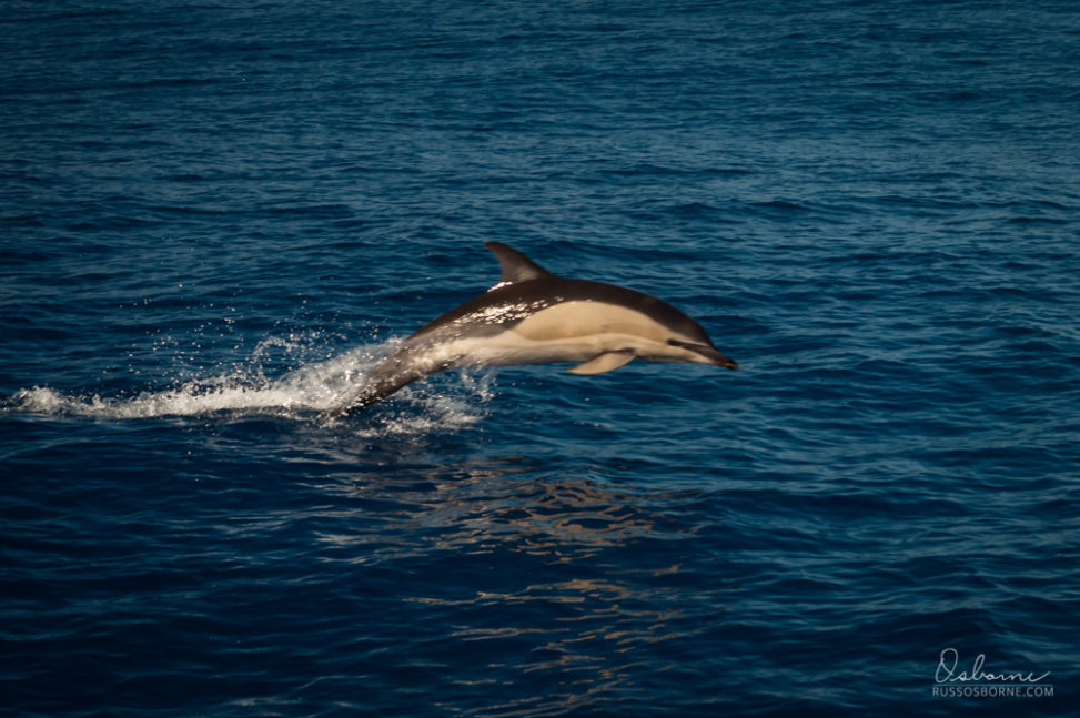 Dolphin breaching