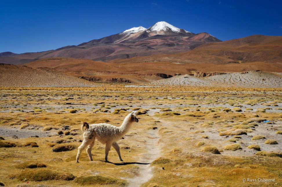 Alpaca in the Altiplano