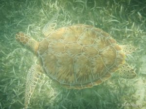 Snorkelling with Turtles at Akumal