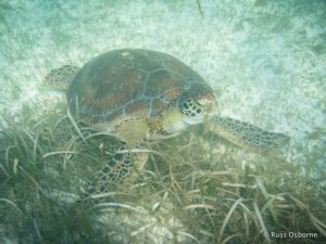 Snorkelling with Turtles at Akumal