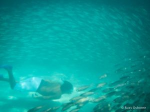 Swimming through a school of fish.