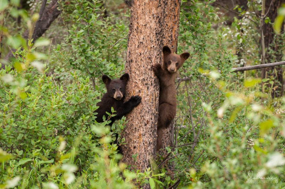 Two black bear cubs treed in a lodgepole pine tree.