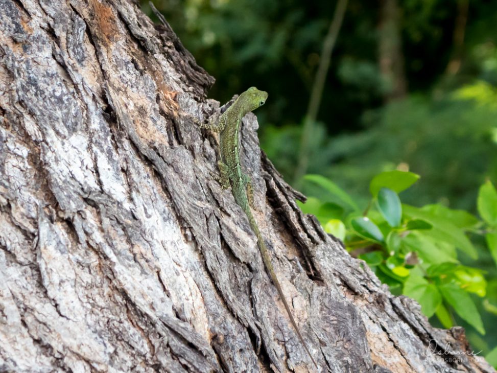 Gecko in a tree.