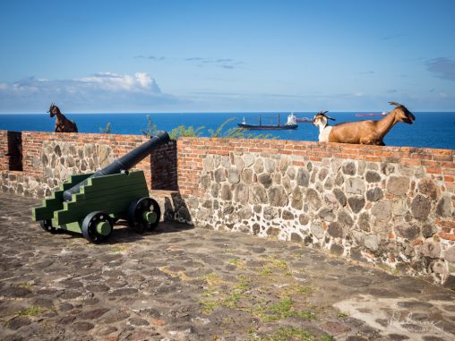 Goats lounging on the wall of Fort Oranje