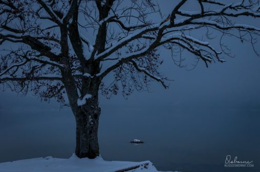 Tree with a foggy Lake Bohinj in the background