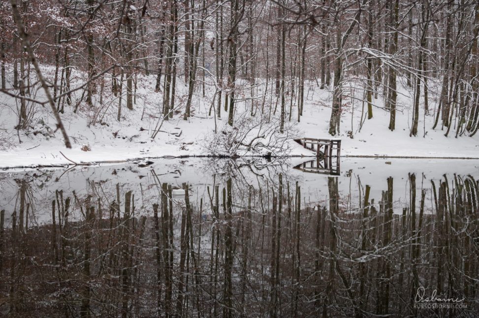 The bare trees of this forest are mirrored perfectly in the reflection of Lake Bohinj